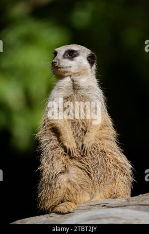 Meerkat or suricata (Suricata suricatta) Stock Photo