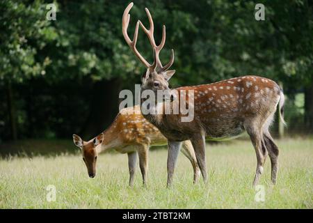 Dybowski sika deer (Cervus nippon hortulorum), stag with velvet antlers and hind in a meadow Stock Photo