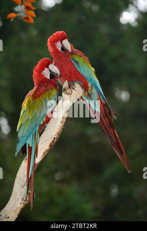 Dark red macaw or green-winged macaw (Ara chloropterus, Ara chloroptera), pair Stock Photo