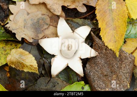 collared earthstar (Geastrum triplex), North Rhine-Westphalia, Germany Stock Photo