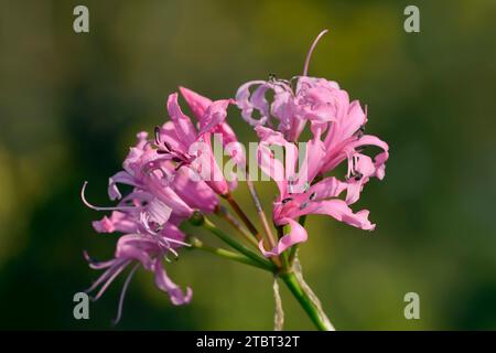 Nerine or Guernsey lily (Nerine bowdenii), flowers Stock Photo