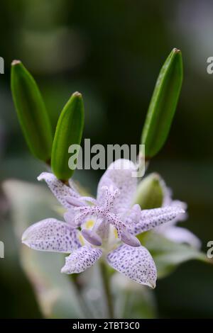 Japanese toad lily (Tricyrtis hirta), flower and flower buds, North Rhine-Westphalia, Germany Stock Photo