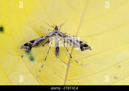 Feather moth (Amblyptilia acanthadactyla), North Rhine-Westphalia, Germany Stock Photo