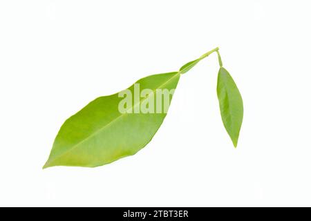 Bitter orange or bitter orange (Citrus  aurantium), Blätter Stock Photo