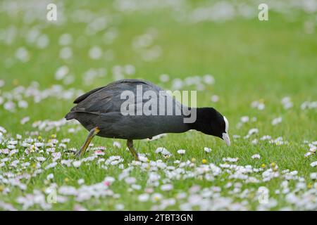 Coot (Fulica atra) on a meadow with daisies (Bellis perennis), South Holland, Netherlands Stock Photo