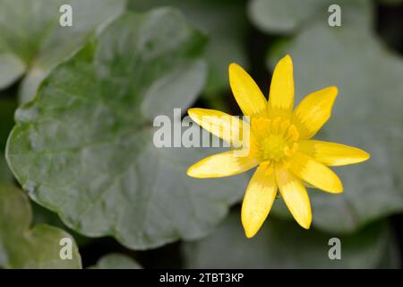 Lesser celandine (Ficaria verna, Ranunculus ficaria), North Rhine-Westphalia, Germany Stock Photo