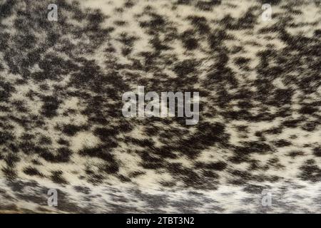 Harbor seal (Phoca vitulina), fur detail, Schleswig-Holstein, Germany Stock Photo