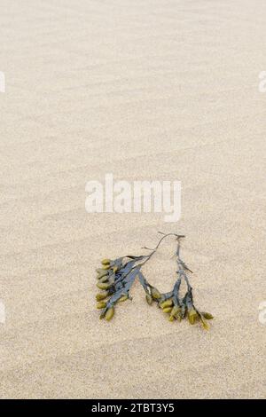 Spiral seaweed (Fucus spiralis) on the beach, South Holland, Netherlands Stock Photo