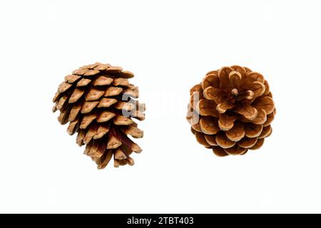 Scots pine (Pinus sylvestris), cones Stock Photo