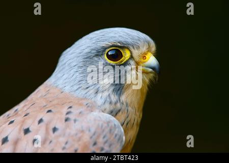 Kestrel (Falco tinnunculus), male, Germany Stock Photo