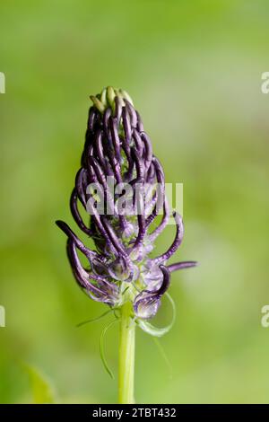 black rampion (Phyteuma nigrum), flower, North Rhine-Westphalia, Germany Stock Photo