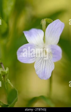 Tall violet (Viola elatior), flower, Bavaria, Germany Stock Photo