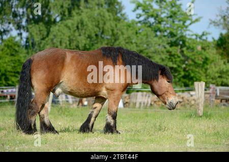 Rhenish-German coldblood (Equus ferus caballus) in the pasture, North Rhine-Westphalia, Germany Stock Photo