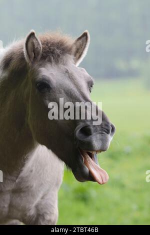 Heck horse (Equus ferus ferus caballus, Equus przewalskii ferus caballus), Germany Stock Photo