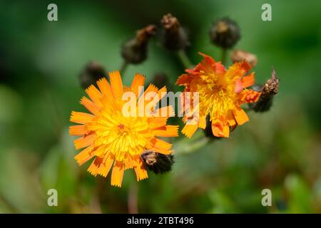 Orange-red hawkweed (Hieracium aurantiacum), North Rhine-Westphalia, Germany Stock Photo