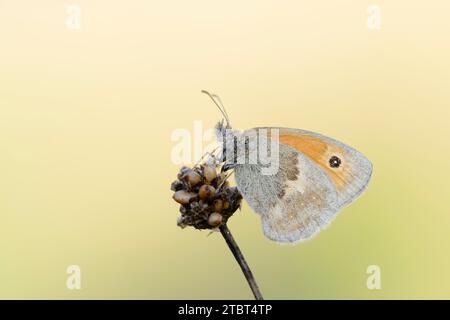 Small meadow butterfly or small hay butterfly (Coenonympha pamphilus), North Rhine-Westphalia, Germany Stock Photo