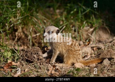 Meerkat or suricate (Suricata suricatta), young animal Stock Photo