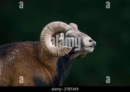 European mouflon (Ovis gmelini musimon, Ovis orientalis musimon), ram, Germany Stock Photo
