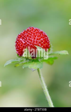 Indian mock strawberry (Duchesnea indica, Potentilla indica), fruit Stock Photo