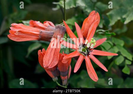 Red passion flower (Passiflora racemosa), flowers Stock Photo