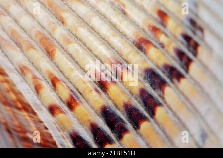 Common cockle, or edible cockle (Cerastoderma edule), detail Stock Photo