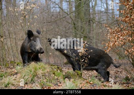 Two wild boars argue, Sus scrofa Stock Photo - Alamy