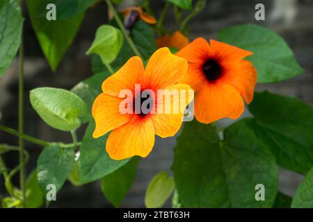 Black-eyed Susan (Thunbergia alata), climbing plant, on the island of Mainau, Lake Constance, Baden-Württemberg, Germany, Europe Stock Photo