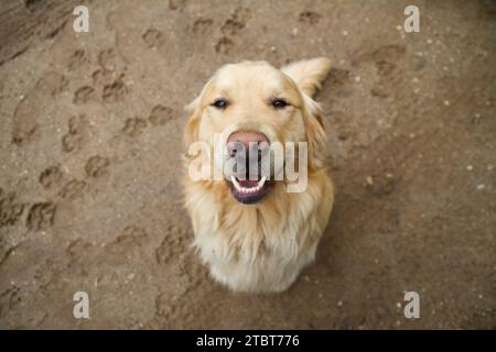 Overhead View of Smiling Golden Retriever with Paw Prints in Sandy Background Stock Photo