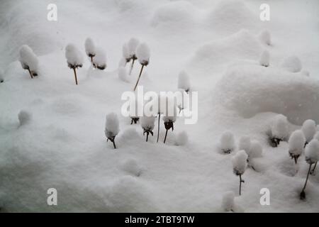 Winter Resilience - Snow-Covered Plants in Fort Wayne, Indiana Stock Photo
