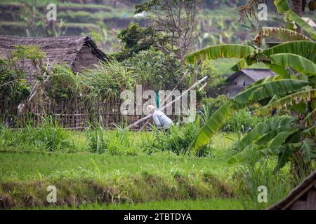 Sunrise over young rice terraces in the calm morning light, reflection in the fields, great green and light in a landscape shot, beautiful green Bali, Indonesia Stock Photo
