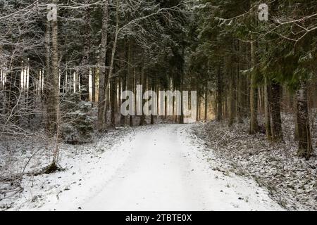 A sun-kissed pathway through snow-laden woods—a mesmerizing journey through winter's tranquil embrace. Stock Photo