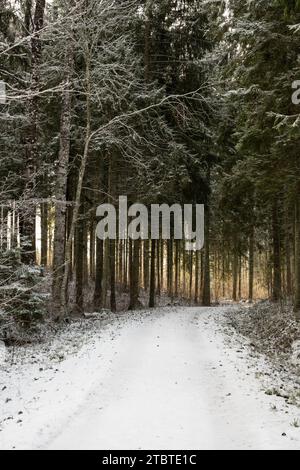 In the midst of snow-clad silence, sun rays create an otherworldly passage through the wintry forest. Stock Photo