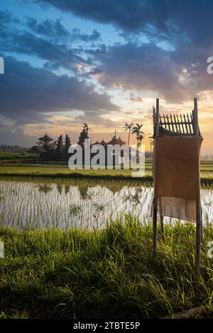 Great fresh rice terraces with water in the morning, view over fish greenery to a Hindu temple in the morning, landscape shot on a tropical island in Asia, Sanur, Bali, Indonesia Stock Photo