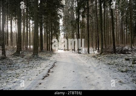 Journeying through a snow-blanketed forest, where the sun paints an enchanting path amidst the wintry silence. Stock Photo