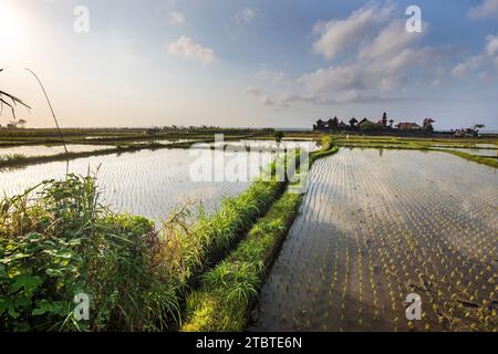 Great fresh rice terraces with water in the morning, view over fish greenery to a Hindu temple in the morning, landscape shot on a tropical island in Asia, Sanur, Bali, Indonesia Stock Photo