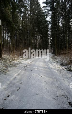 Sunbeams weave through snow-draped trees, painting an ethereal path in this winter wonderland. Stock Photo