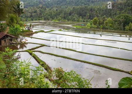 The magical rice terraces in the evening, here you can see the unique buildings for rice cultivation, teaching pool filled with water, ready for rice cultivation in Bali Stock Photo