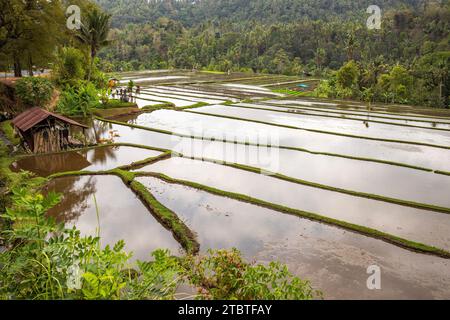 The magical rice terraces in the evening, here you can see the unique buildings for rice cultivation, teaching pool filled with water, ready for rice cultivation in Bali Stock Photo