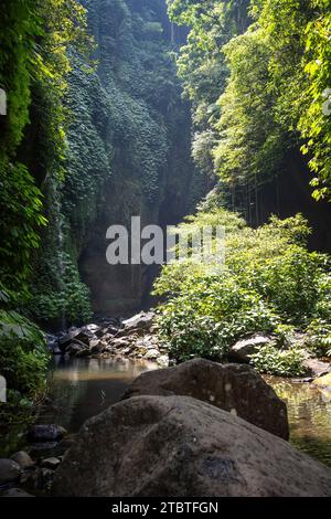 Green overgrown canyon in tropical surroundings, stream of a waterfall between rocks and green jungle in Bali Stock Photo