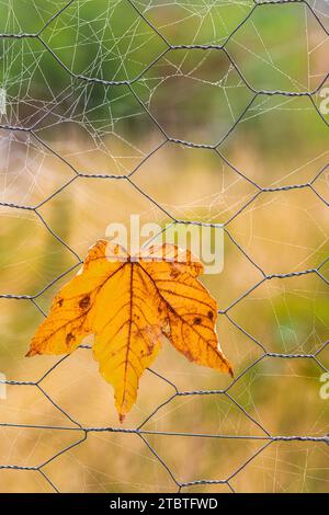 Close-up of an autumn leaf on a wire mesh fence, spider web Stock Photo