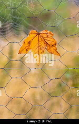 Close-up of an autumn leaf on a wire mesh fence, spider web Stock Photo