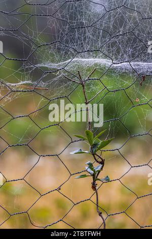 Close-up of a plant on a wire mesh fence, spider web Stock Photo