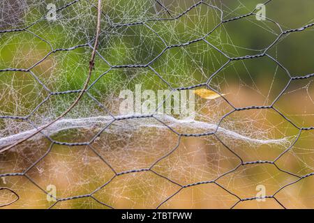 Close-up of an autumn leaf on a wire mesh fence, spider web Stock Photo