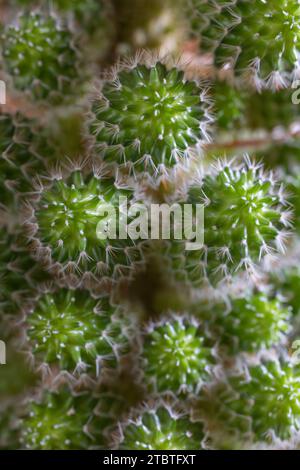 Close-up of a prickly cactus Stock Photo