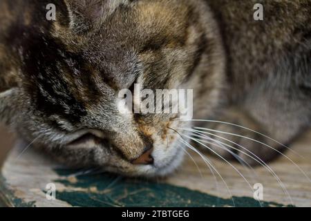 Peaceful Tabby Cat Close-Up in Soft Focus Stock Photo