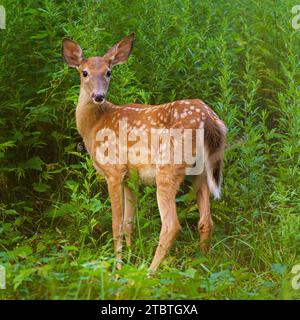 Fawn in thicket, white-tailed deer, Odocoileus virginianus, adorable young animal, Rockwood Hall Park, Westchester County in the Hudson Valley, NY Stock Photo
