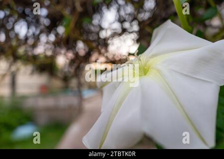 white flower of the creeper ipomoea alba Stock Photo