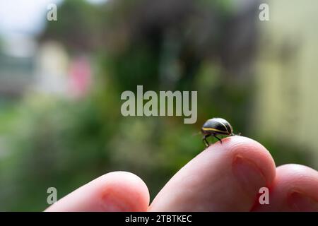 beautiful lady bug walking on a human hand Stock Photo