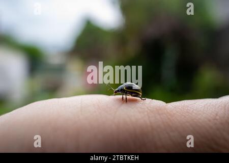 beautiful lady bug walking on a human hand Stock Photo