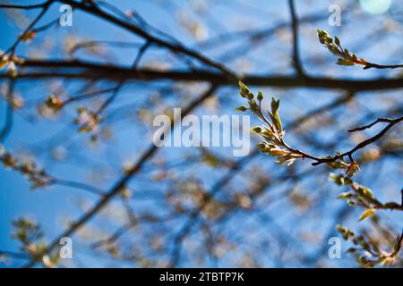 Spring Awakening: Close-Up of Fresh Leaves Against Blue Sky Stock Photo